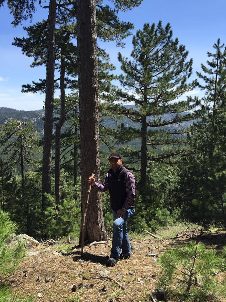 Konya’da kendiliğinden yetişiyor, toplayana kazandırıyor 4
